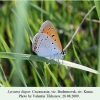 lycaena dispar budenovsk 2